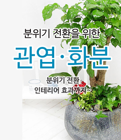 관엽ㆍ화분